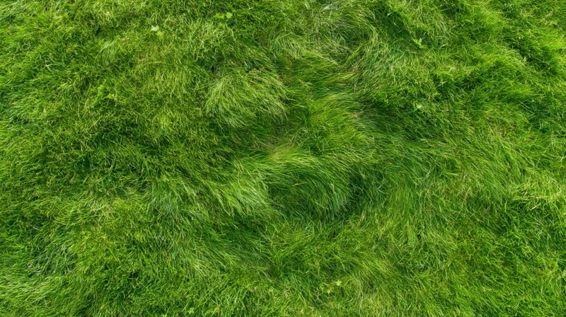 Aerial top-down view of dense green grass field filling the frame