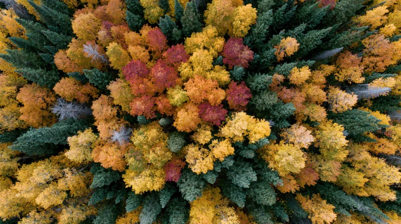 Aerial top-down view of dense mixed boreal forest canopy in autumn with colorful foliage