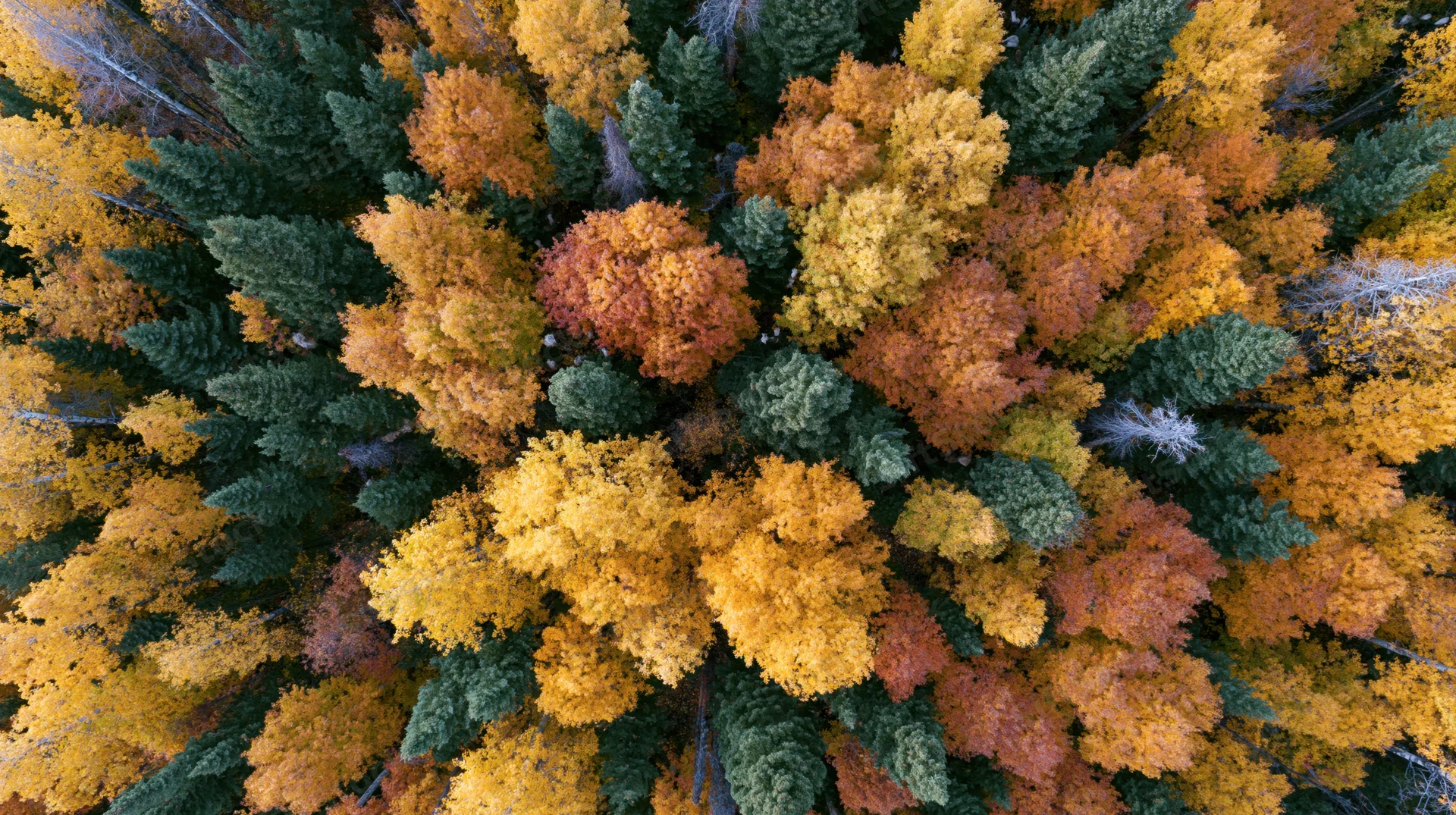 Aerial top-down view of a dense mixed boreal forest canopy in autumn with vibrant yellow orange and green foliage