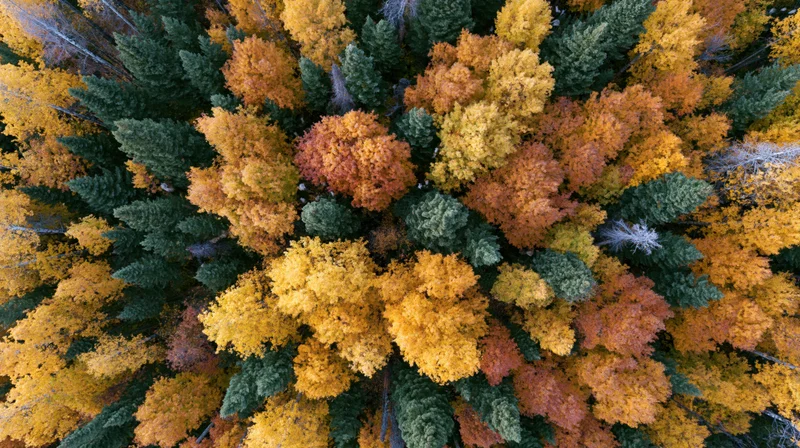 Aerial top-down view of a dense mixed boreal forest canopy in autumn with vibrant yellow orange and green foliage