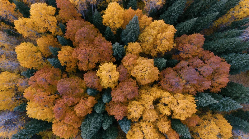 Aerial top-down view of a dense mixed boreal forest in peak autumn foliage