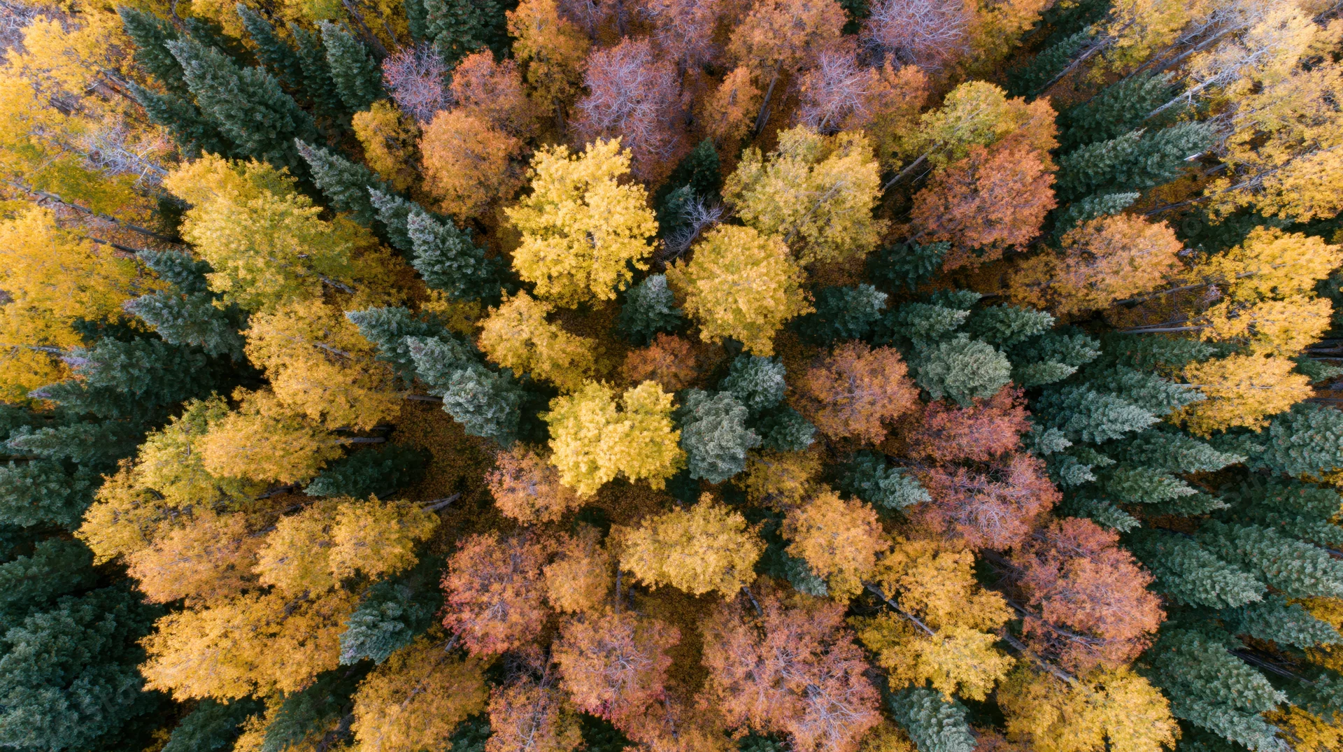Aerial top-down view of a dense mixed boreal forest canopy in autumn with vibrant yellow orange and green foliage
