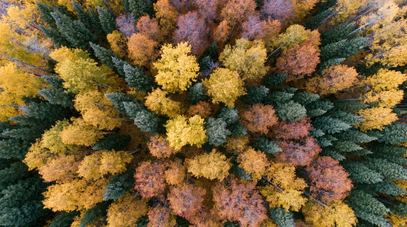 Aerial top-down view of a dense mixed boreal forest canopy in autumn with vibrant yellow orange and green foliage
