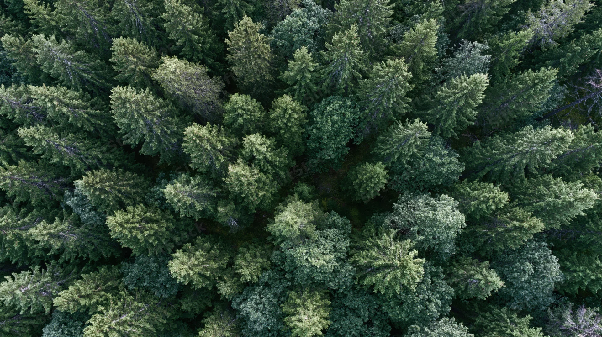 Aerial top-down view of dense mixed conifer and broadleaf forest canopy