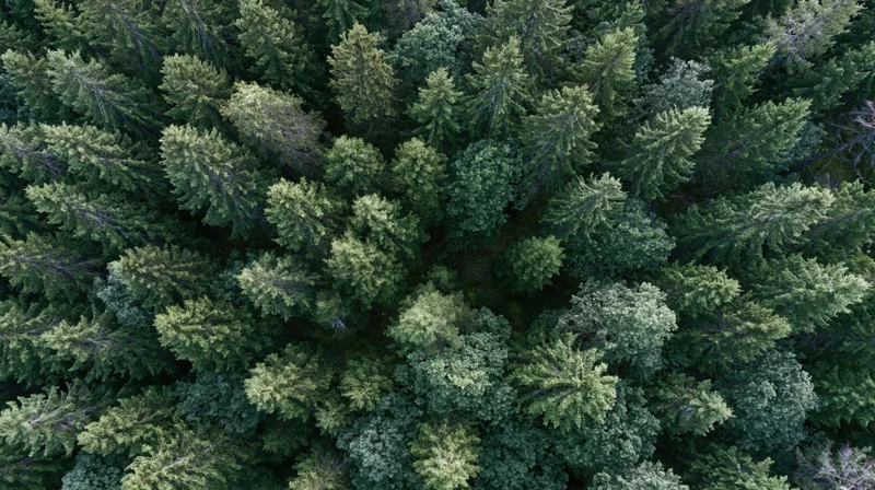 Aerial top-down view of dense mixed conifer and broadleaf forest canopy