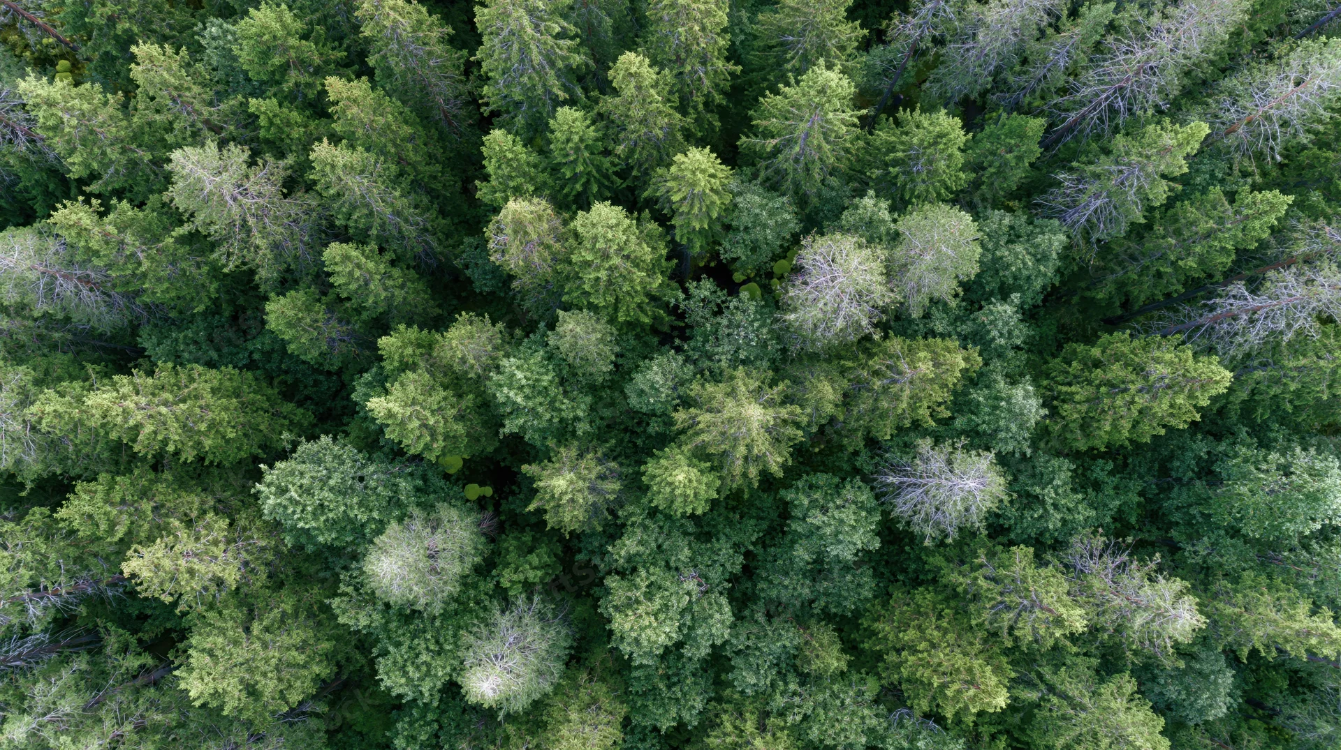 Aerial top-down view of dense mixed conifer and broadleaf forest canopy