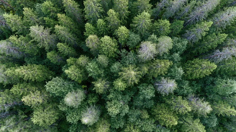 Aerial top-down view of dense mixed conifer and broadleaf forest canopy