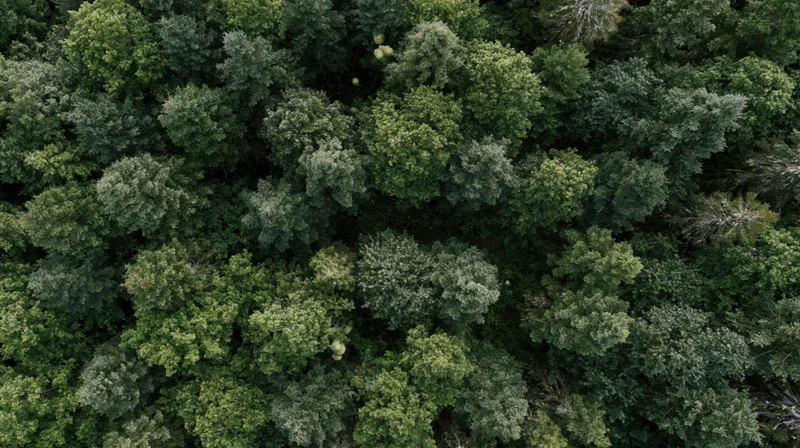 Aerial top-down view of dense mixed conifer and broadleaf forest canopy