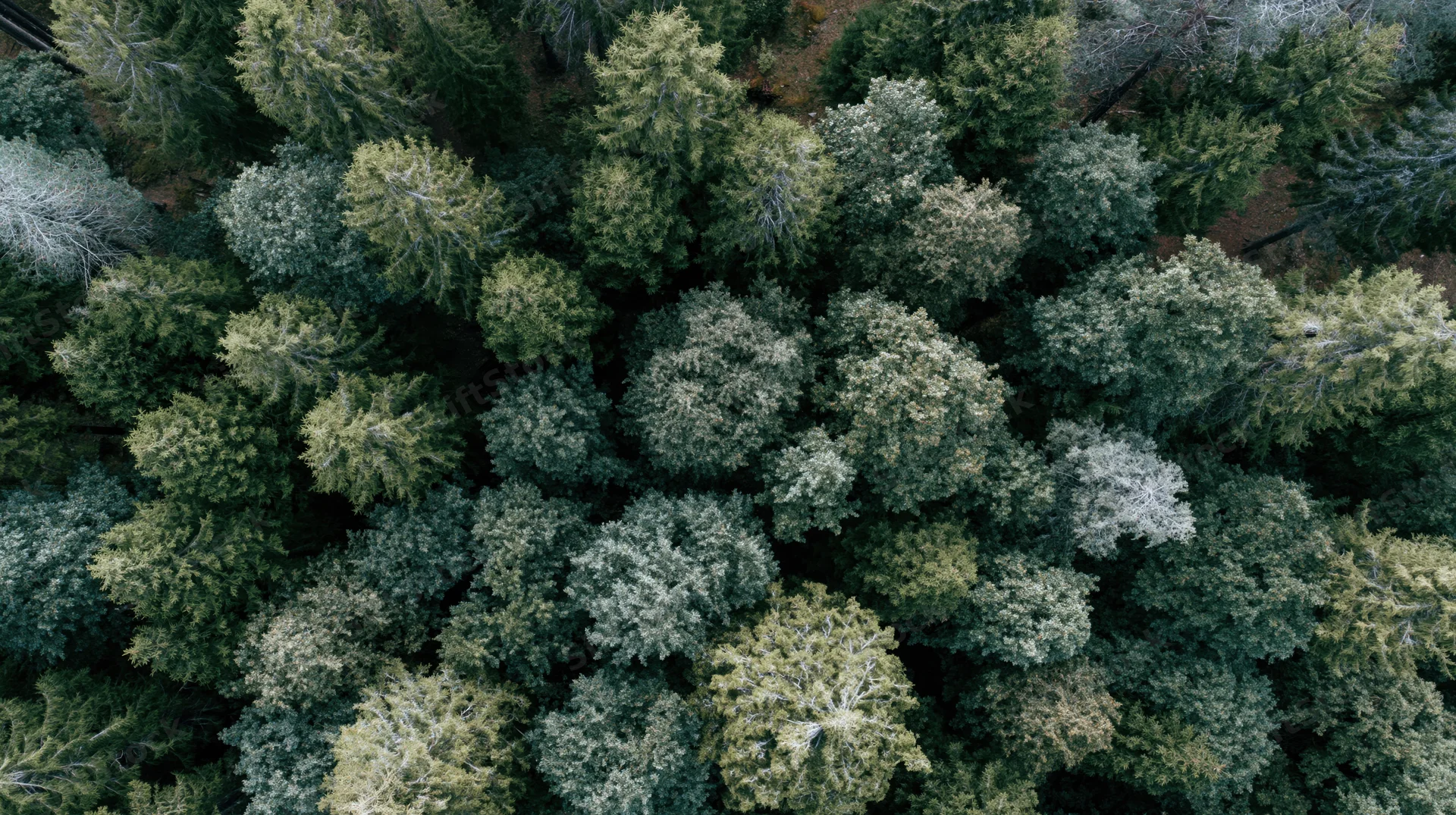 Aerial top-down view of dense mixed conifer and broadleaf forest canopy