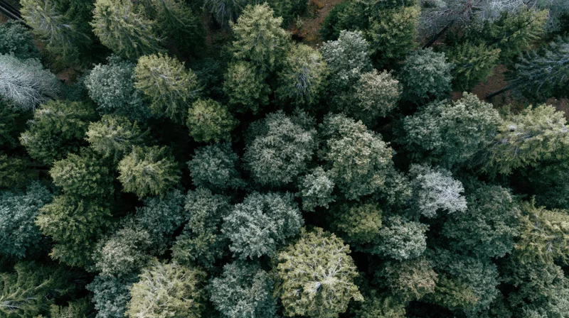 Aerial top-down view of dense mixed conifer and broadleaf forest canopy