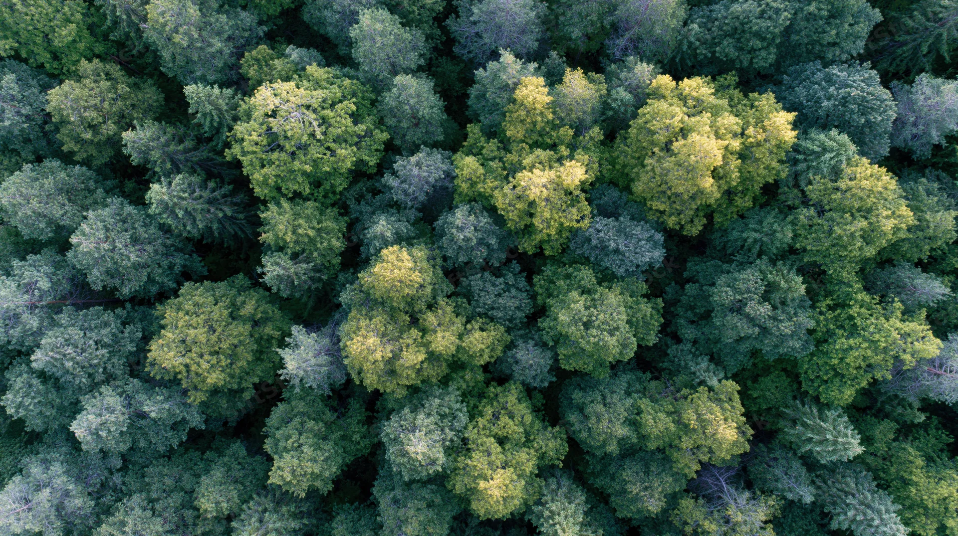 Aerial top-down view of dense mixed forest canopy with conifer and deciduous trees