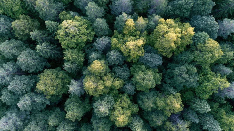 Aerial top-down view of dense mixed forest canopy with conifer and deciduous trees