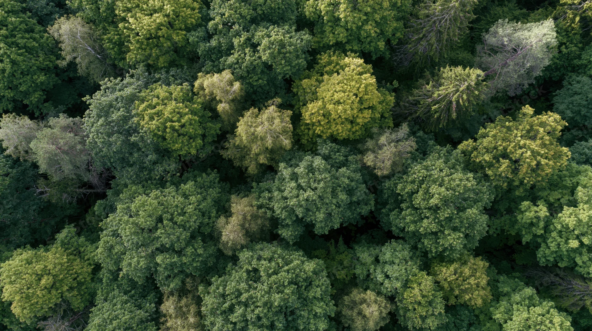 Aerial top-down view of dense mixed forest canopy filled with green trees and foliage