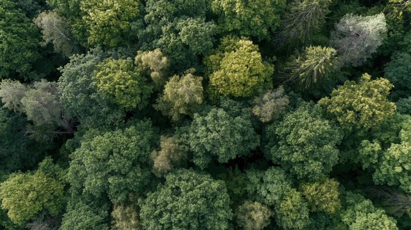 Aerial top-down view of dense mixed forest canopy filled with green trees and foliage