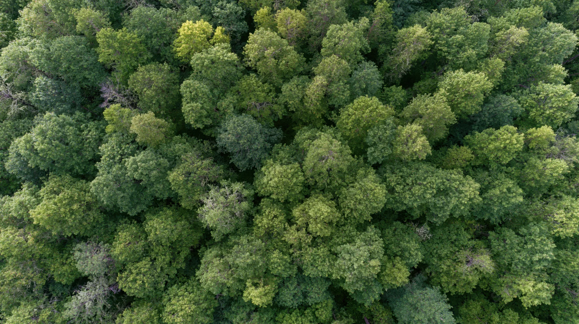 Aerial top-down view of dense mixed forest canopy filled with green trees and foliage