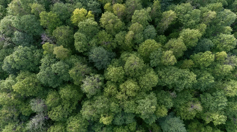 Aerial top-down view of dense mixed forest canopy filled with green trees and foliage