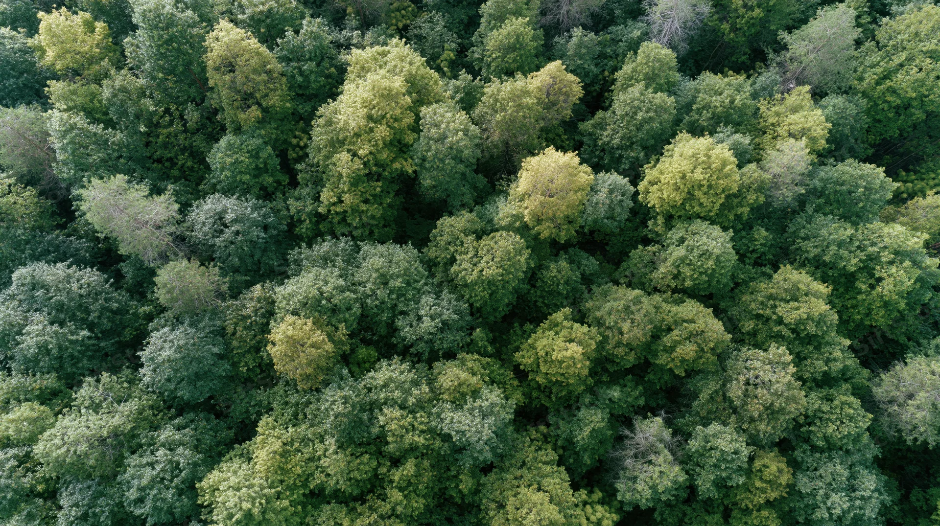 Aerial top-down view of dense mixed forest canopy filled with green trees and foliage
