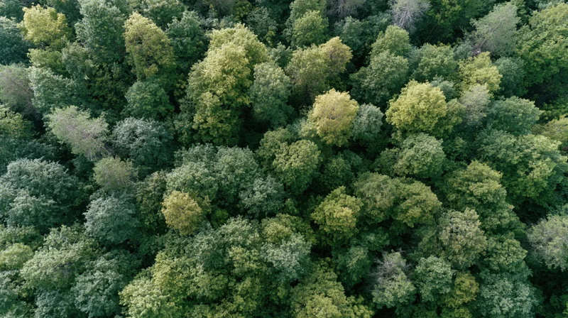 Aerial top-down view of dense mixed forest canopy filled with green trees and foliage