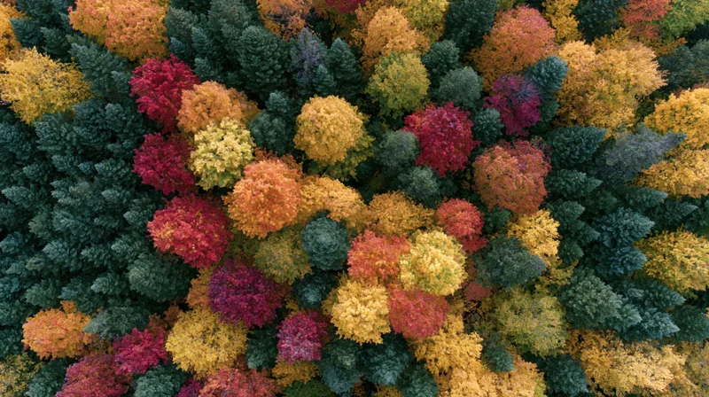 Aerial top-down view of dense mixed forest in peak autumn foliage