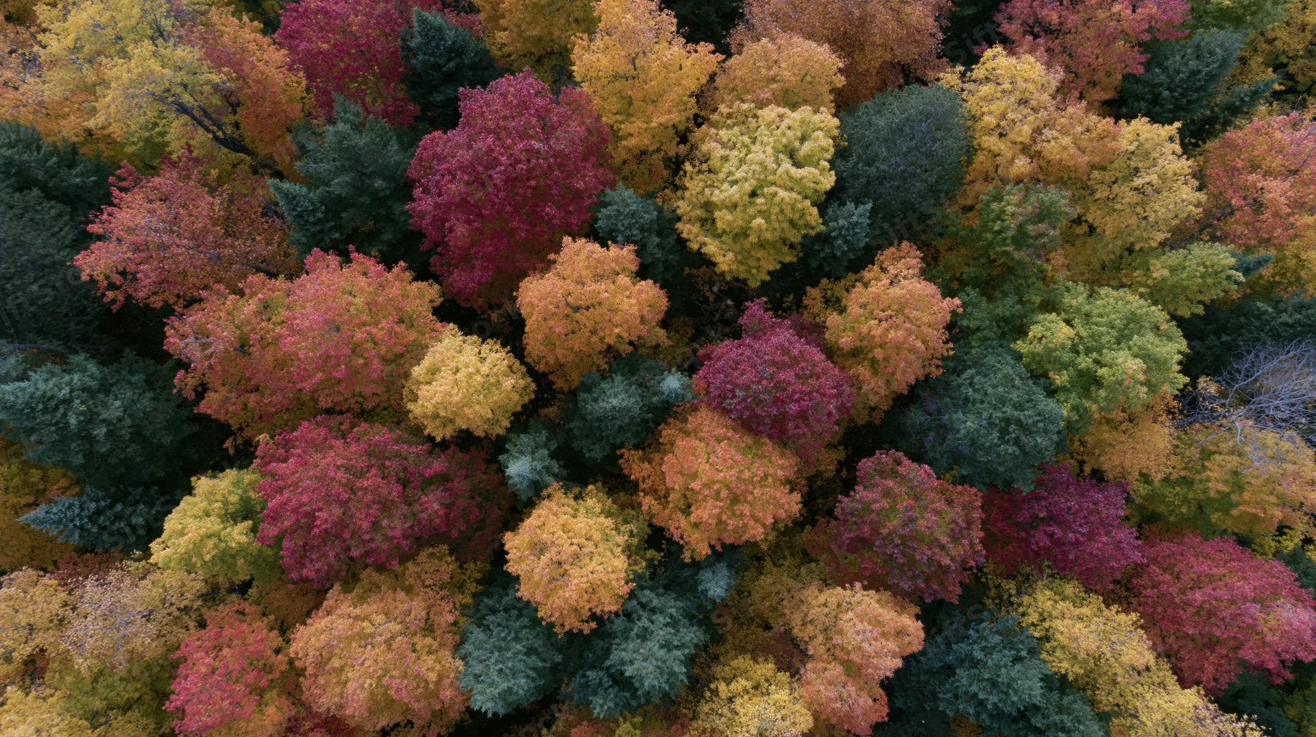 Aerial top-down view of dense mixed forest canopy in peak autumn foliage