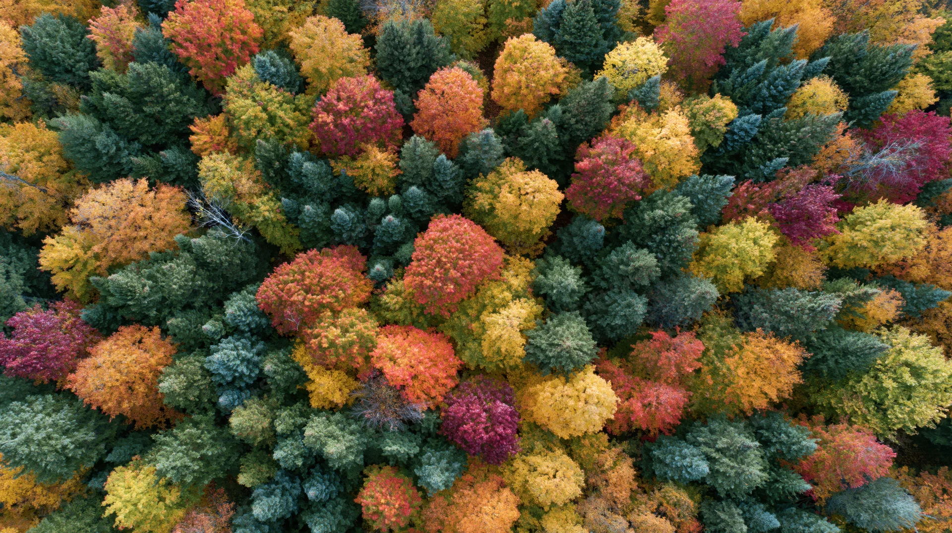 Aerial top-down view of dense mixed forest in peak autumn foliage