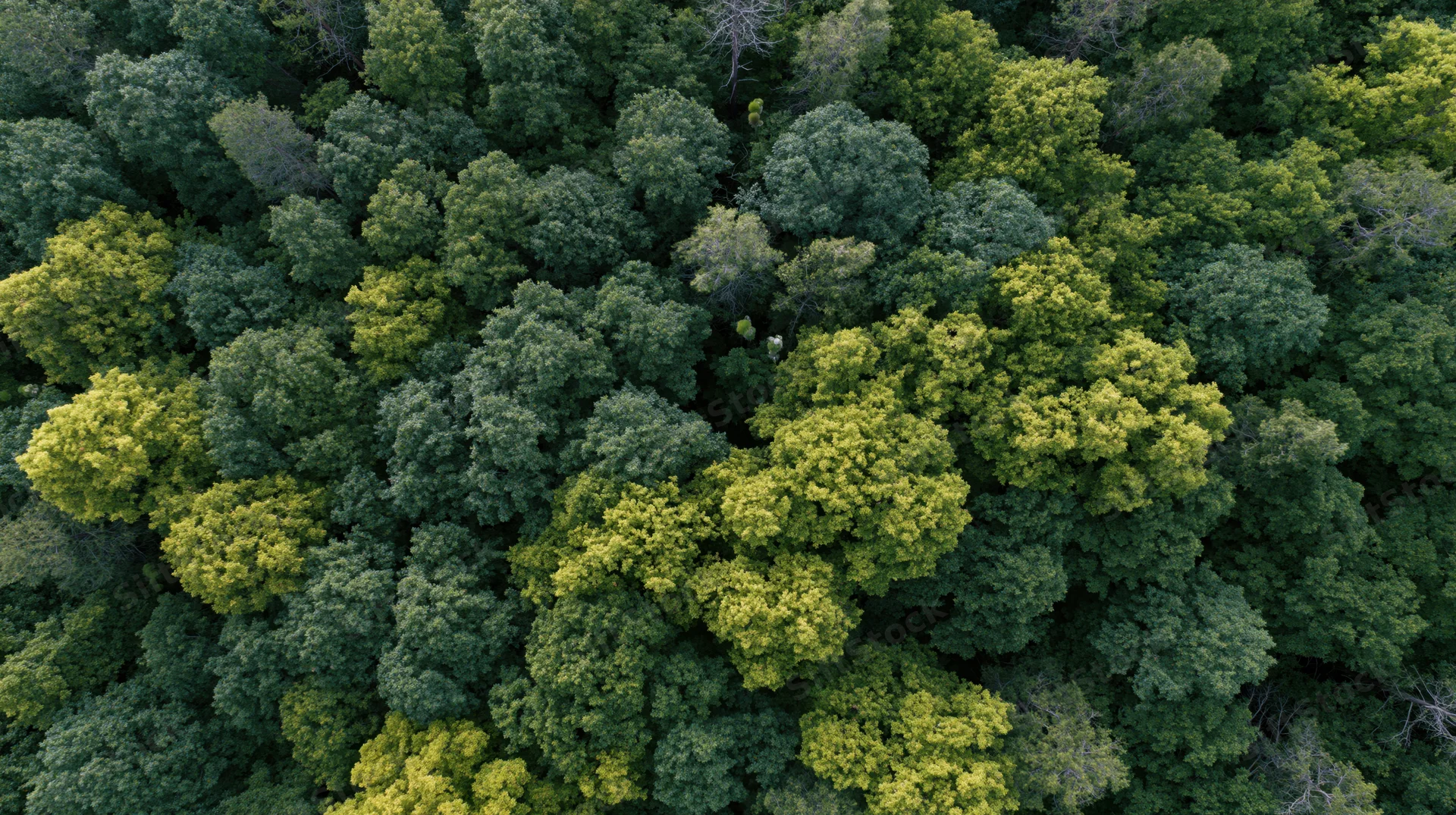 Aerial top-down view of dense temperate forest canopy with varied green foliage