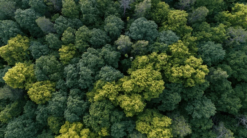 Aerial top-down view of dense temperate forest canopy with varied green foliage