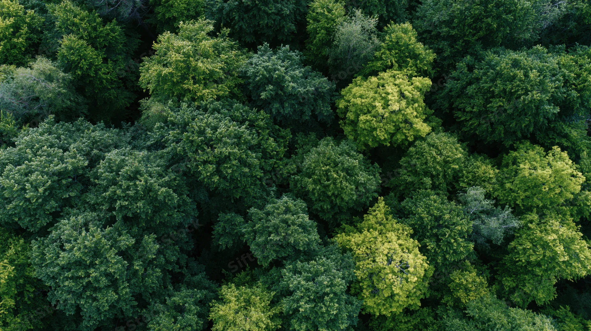Aerial top-down view of dense temperate forest canopy filled with green trees and foliage