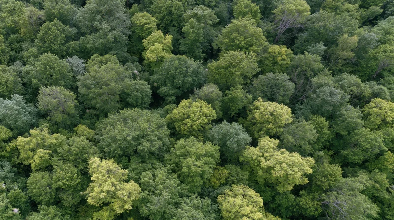 Aerial top-down view of dense temperate forest canopy filled with green trees and foliage