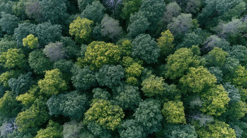 Aerial top-down view of dense temperate forest canopy with varied green foliage