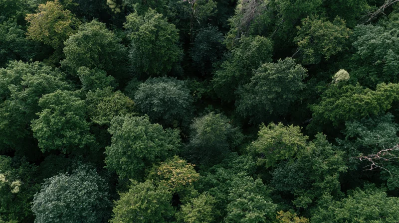 Aerial top-down view of dense temperate forest canopy filled with green trees and foliage