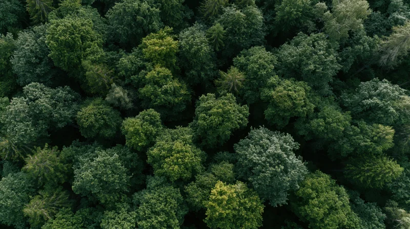 Aerial top-down view of dense temperate forest canopy filled with green trees and foliage