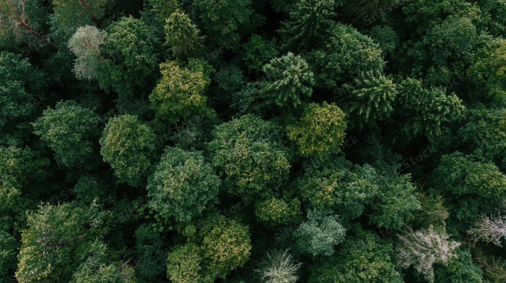 Aerial top-down view of dense temperate forest canopy filled with green trees and foliage