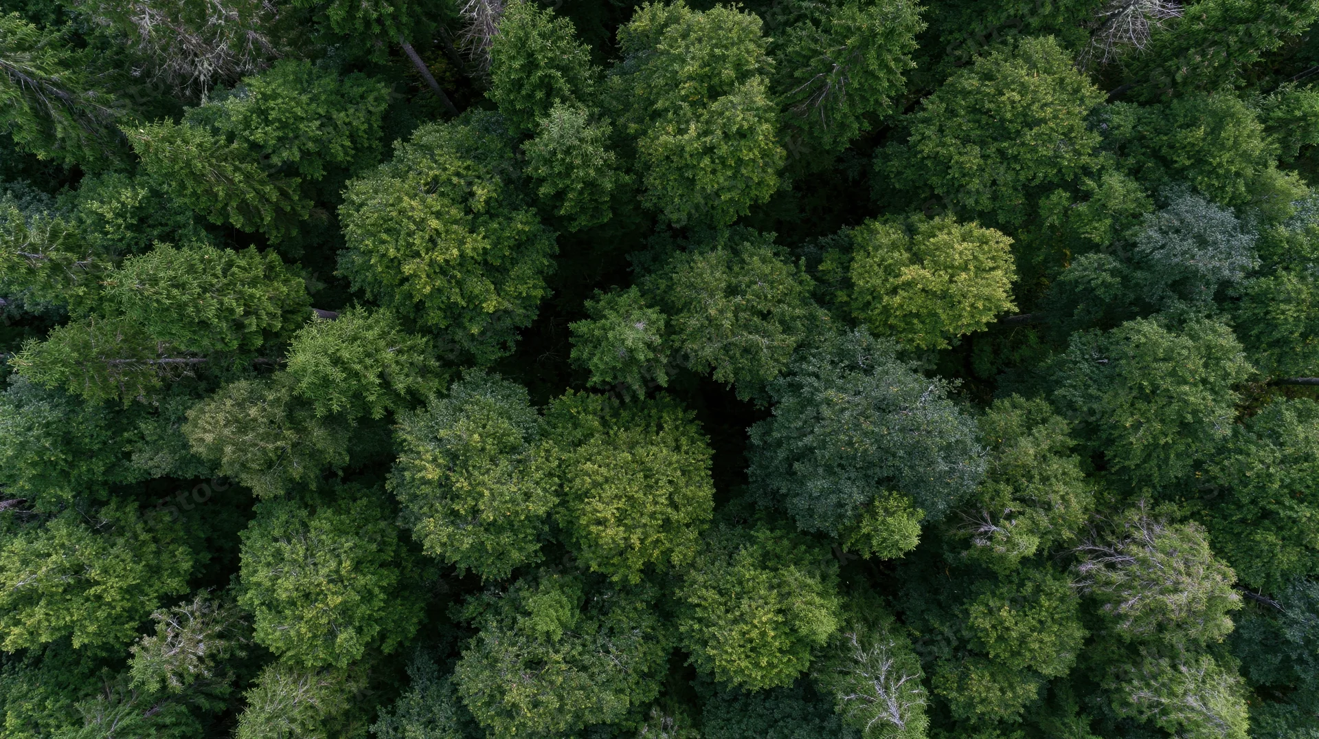 Aerial top-down view of dense temperate forest canopy filled with green treetops
