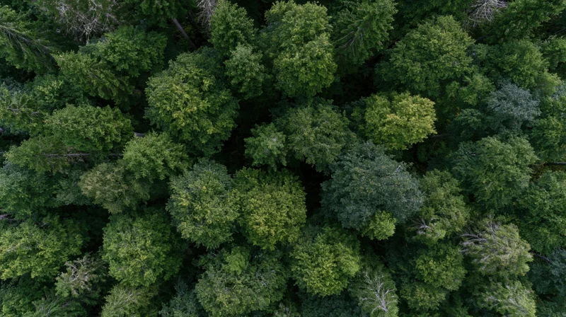 Aerial top-down view of dense temperate forest canopy filled with green treetops