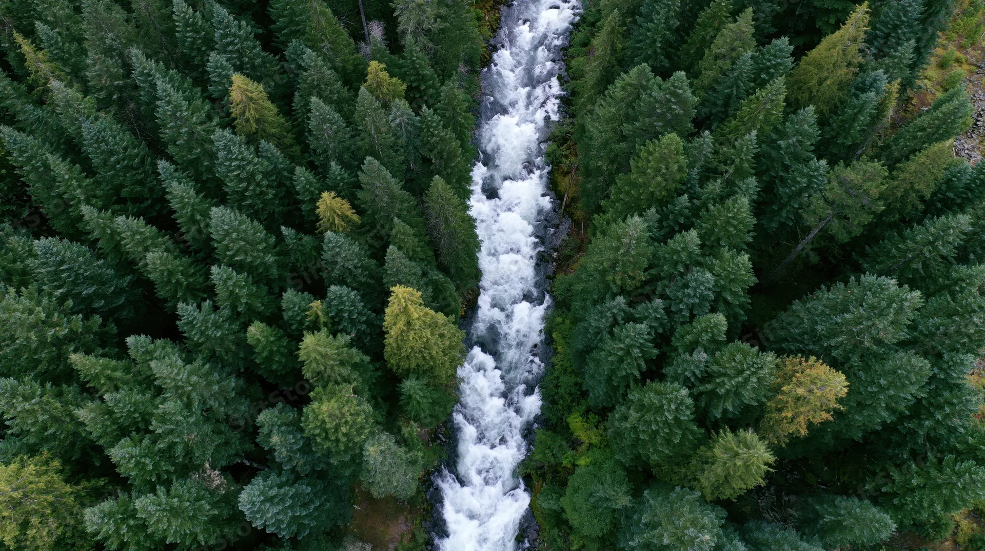 Aerial top-down view of a fast-moving mountain river cutting through a dense evergreen forest