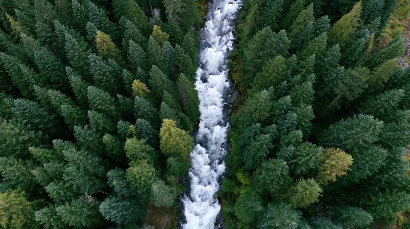Aerial top-down view of a fast-moving mountain river cutting through a dense evergreen forest
