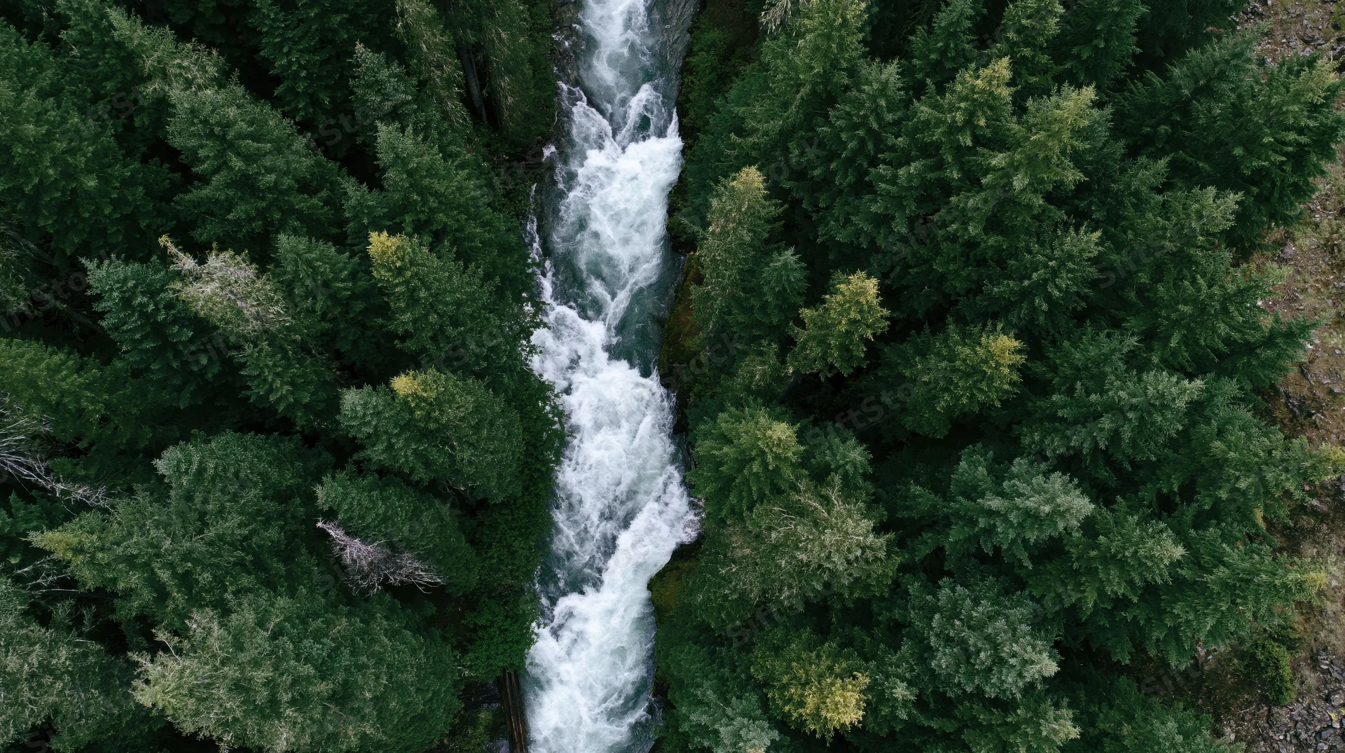 Aerial top-down view of a fast-moving mountain river cutting through a dense evergreen forest