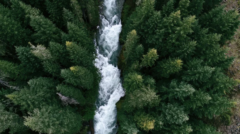 Aerial top-down view of a fast-moving mountain river cutting through a dense evergreen forest
