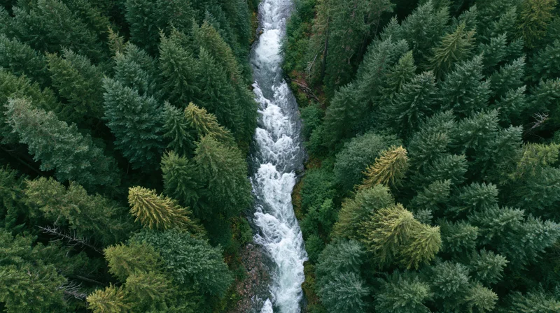 Aerial top-down view of a fast-moving mountain river cutting through a dense evergreen forest