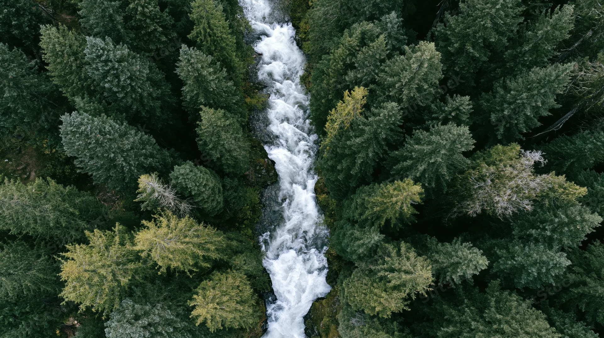 Aerial top-down view of a fast-moving mountain river cutting through a dense evergreen forest