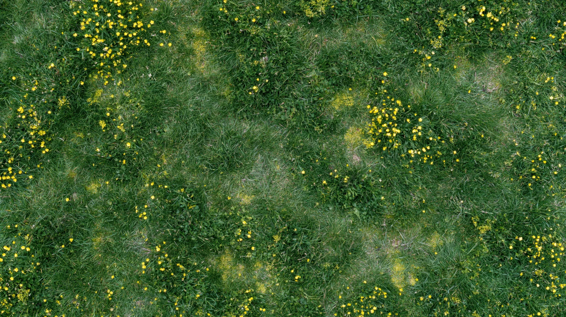 Aerial top-down view of a grassy meadow scattered with small yellow flowers