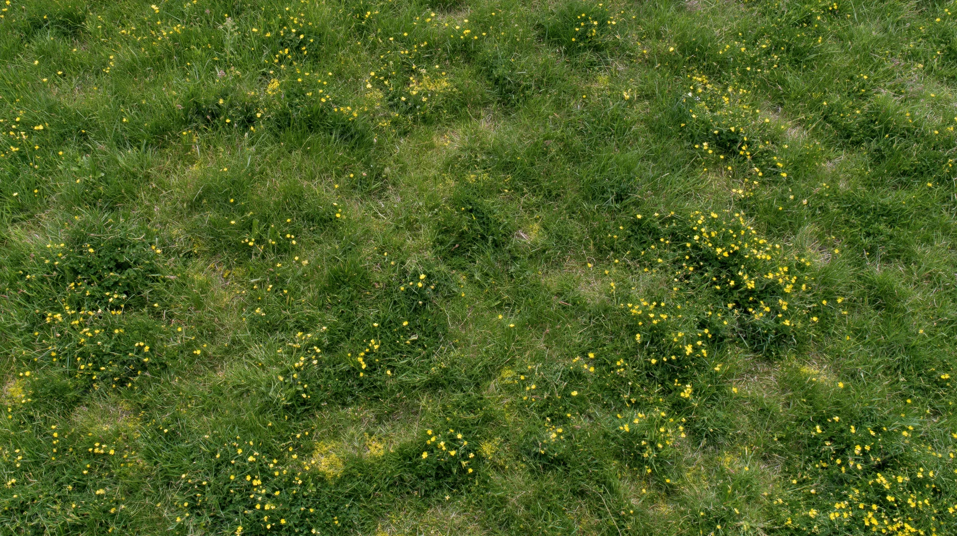 Aerial top-down view of a grassy meadow scattered with small yellow wildflowers