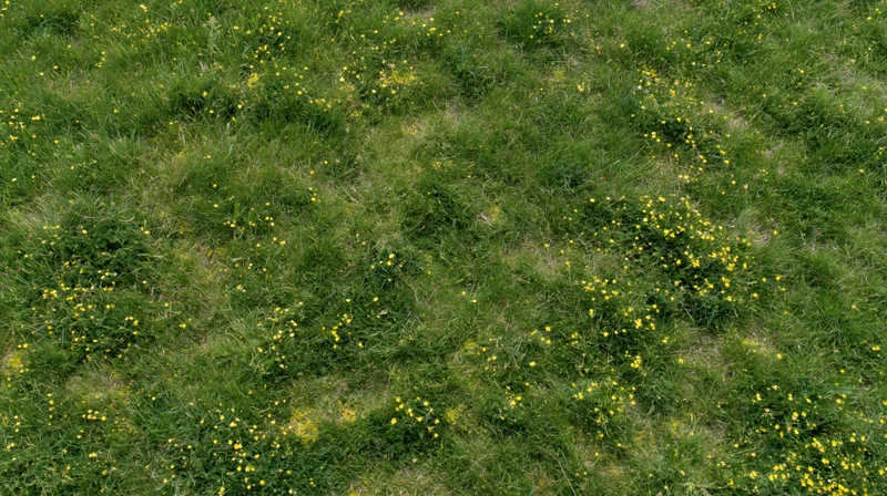 Aerial top-down view of a grassy meadow scattered with small yellow wildflowers