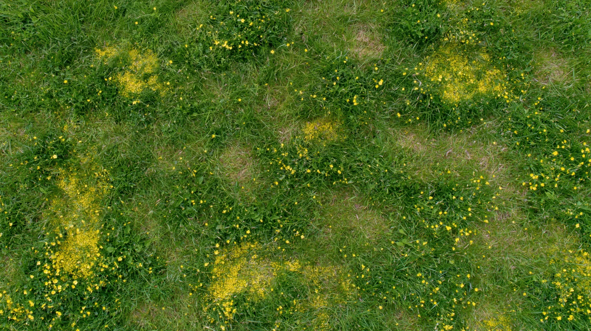 Aerial top-down view of a grassy meadow scattered with small yellow wildflowers