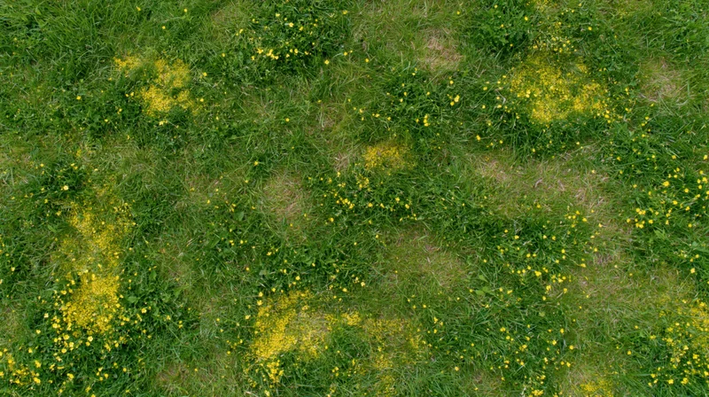 Aerial top-down view of a grassy meadow scattered with small yellow wildflowers