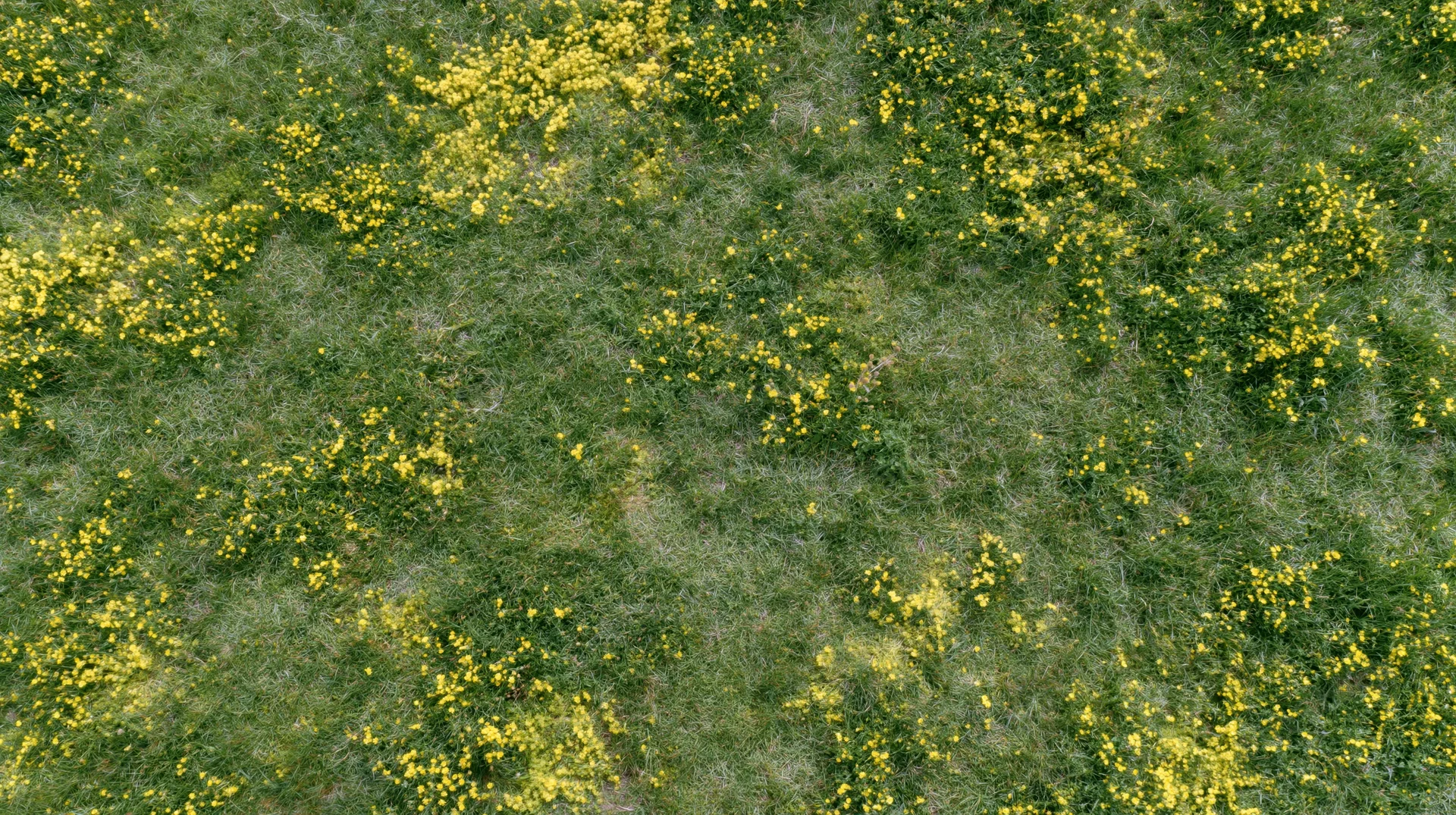 Aerial top-down view of a grassy meadow scattered with small yellow wildflowers