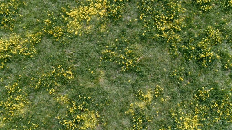 Aerial top-down view of a grassy meadow scattered with small yellow wildflowers