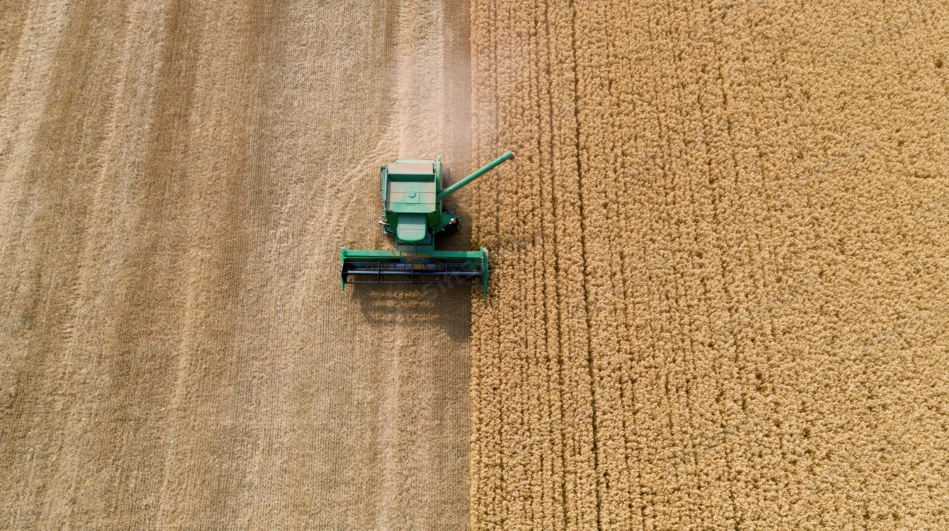 Green combine harvester cutting wheat in a golden field from aerial top-down view