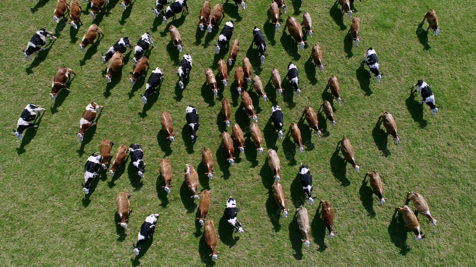 Aerial top-down view of a mixed herd of cattle grazing in a green pasture